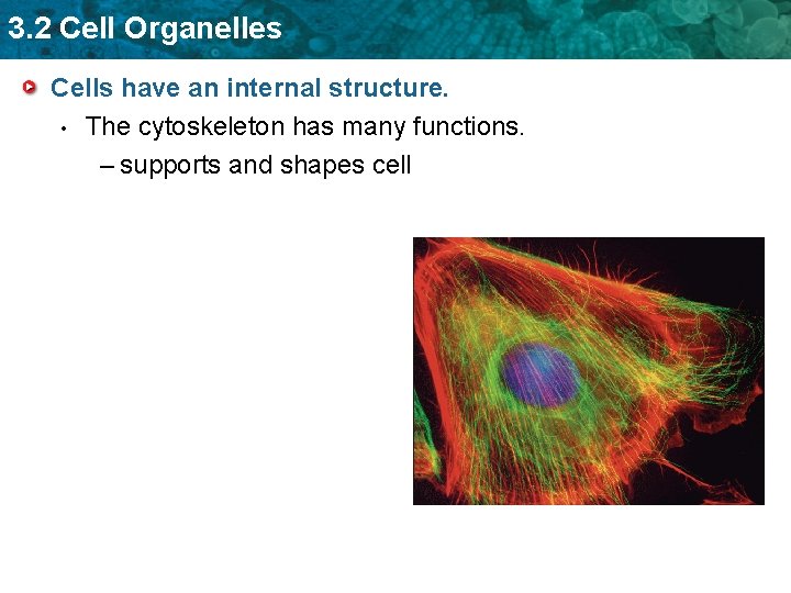3. 2 Cell Organelles Cells have an internal structure. • The cytoskeleton has many
