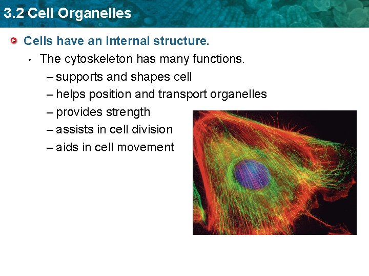 3. 2 Cell Organelles Cells have an internal structure. • The cytoskeleton has many