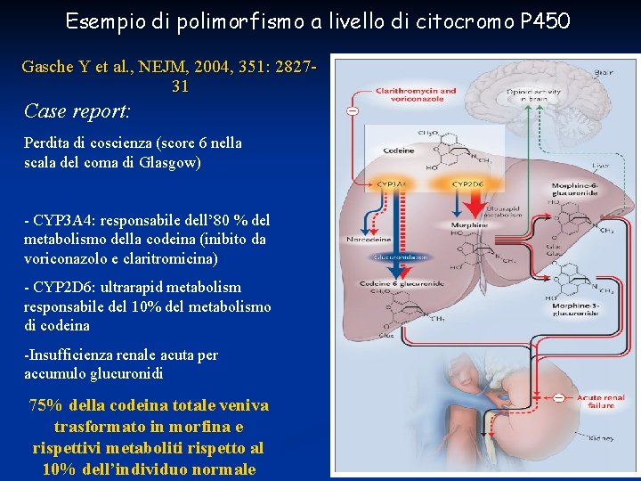 Esempio di polimorfismo a livello di citocromo P 450 Gasche Y et al. ,