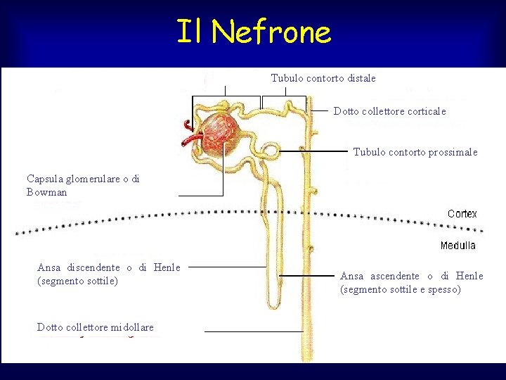 Il Nefrone Tubulo contorto distale Dotto collettore corticale Tubulo contorto prossimale Capsula glomerulare o