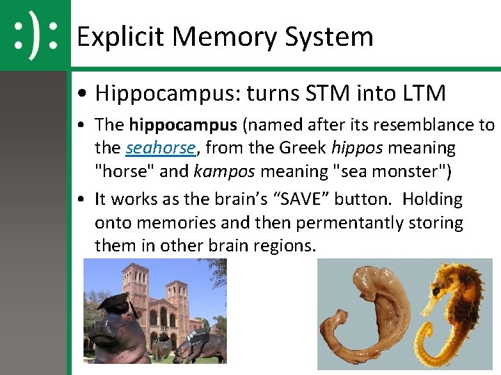 Explicit Memory System • Hippocampus: turns STM into LTM • The hippocampus (named after