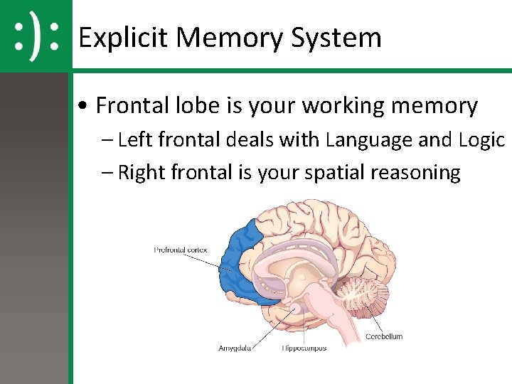 Explicit Memory System • Frontal lobe is your working memory – Left frontal deals