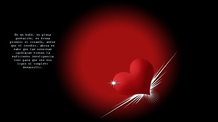 En un bebé, en plena gestación, se forma primero el corazón, antes que el