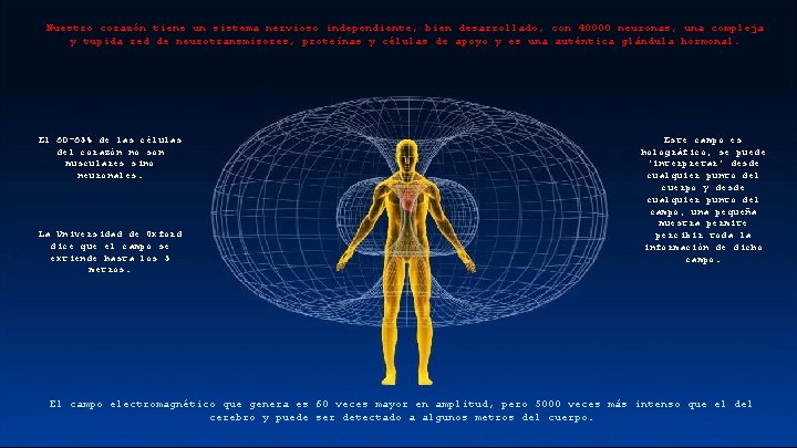 Nuestro corazón tiene un sistema nervioso independiente, bien desarrollado, con 40000 neuronas, una compleja
