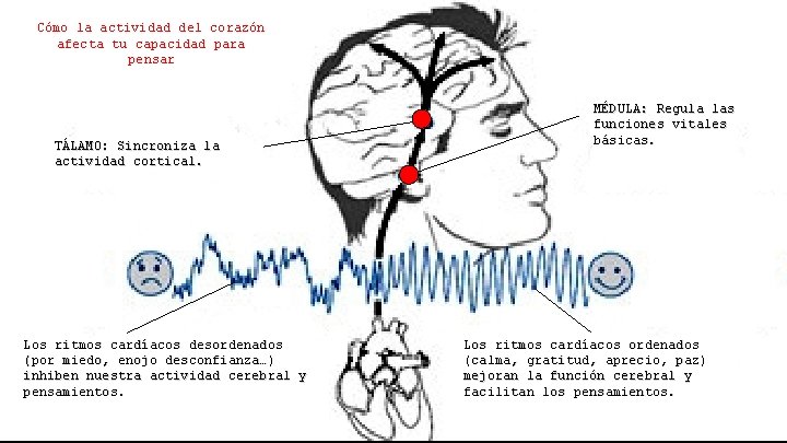 Cómo la actividad del corazón afecta tu capacidad para pensar TÁLAMO: Sincroniza la actividad