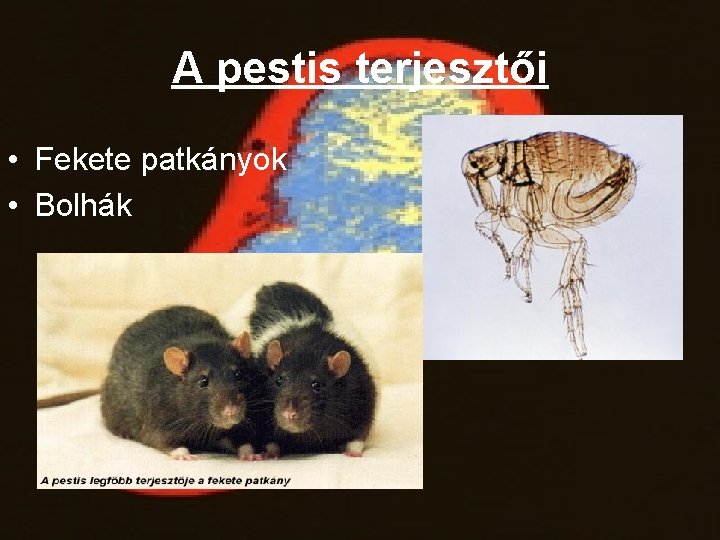 A pestis terjesztői • Fekete patkányok • Bolhák 