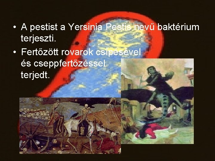  • A pestist a Yersinia Pestis nevű baktérium terjeszti. • Fertőzött rovarok csípésével