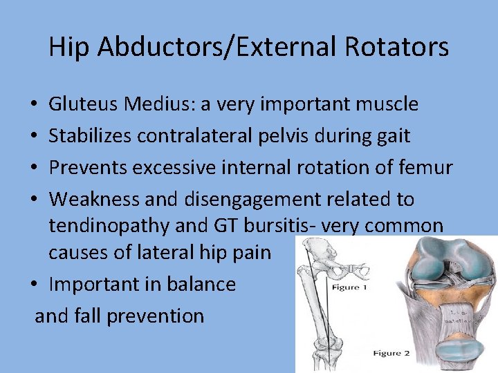 Hip Abductors/External Rotators Gluteus Medius: a very important muscle Stabilizes contralateral pelvis during gait