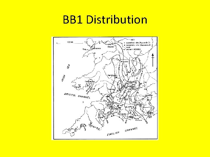 BB 1 Distribution 