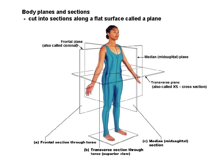 Body planes and sections - cut into sections along a flat surface called a