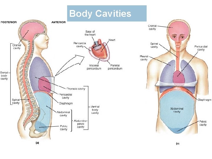 Body Cavities 