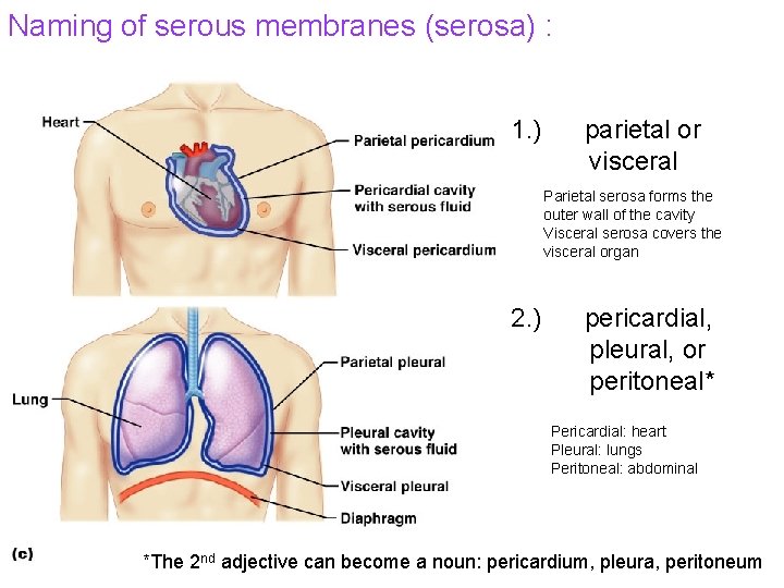 Naming of serous membranes (serosa) : 1. ) parietal or visceral Parietal serosa forms