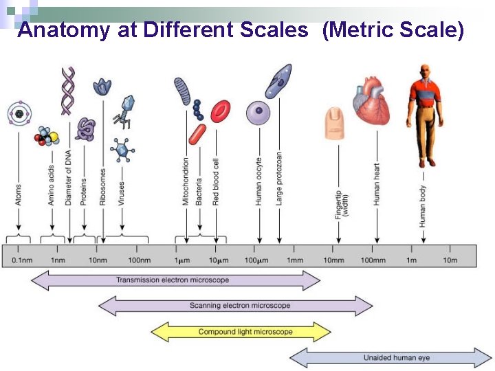 Anatomy at Different Scales (Metric Scale) 