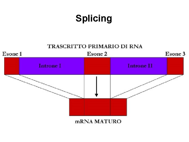 Splicing 