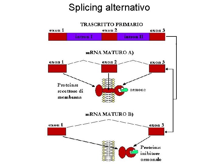 Splicing alternativo 