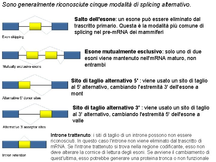 Sono generalmente riconosciute cinque modalità di splicing alternativo. Salto dell'esone: un esone può essere