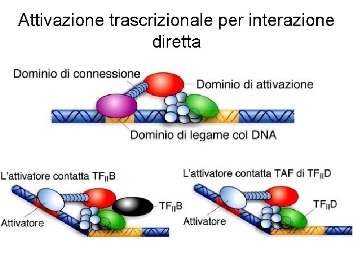 Attivazione trascrizionale per interazione diretta 