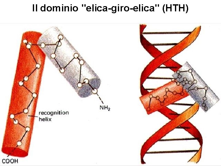 Il dominio "elica-giro-elica" (HTH) 