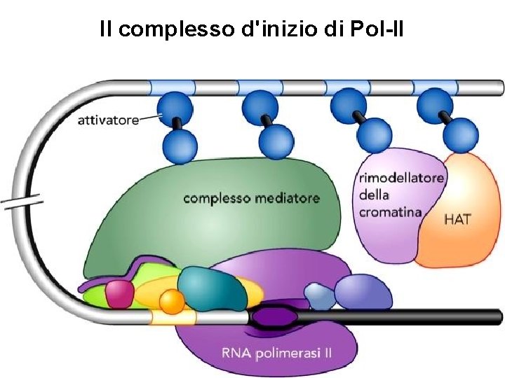 Il complesso d'inizio di Pol-II 