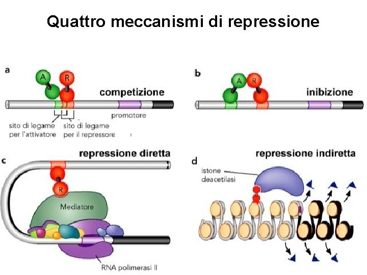 Quattro meccanismi di repressione 