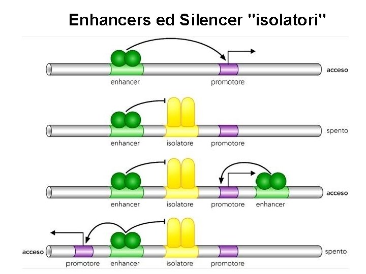 Enhancers ed Silencer "isolatori" 