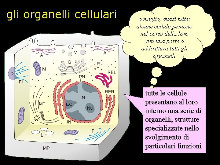 gli organelli cellulari o meglio, quasi tutte: alcune cellule perdono nel corso della loro