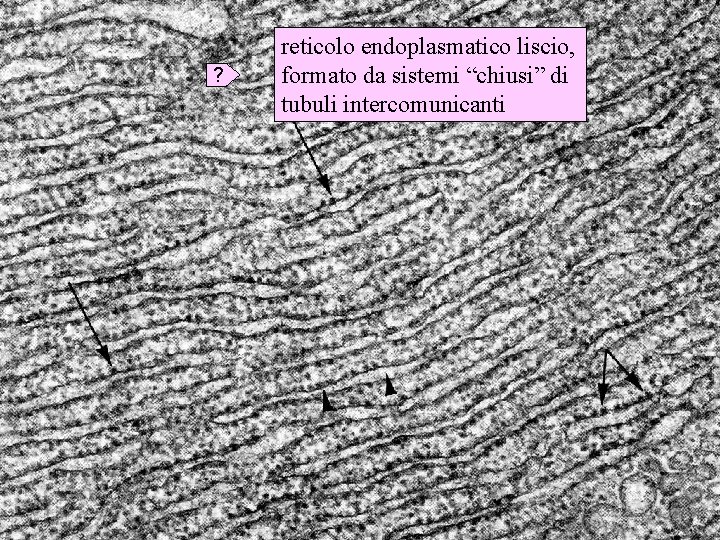 reticolo endoplasmatico liscio, reticolo ? endoplasmatico liscio formato da sistemi “chiusi” di tubuli intercomunicanti