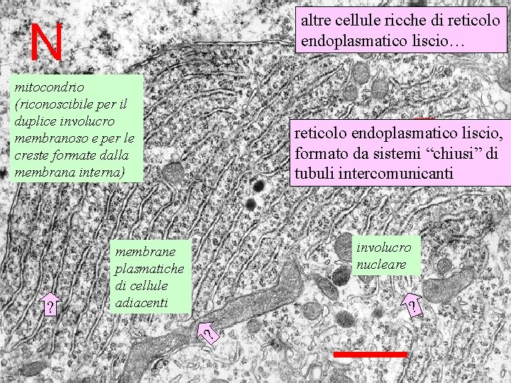 altre cellule ricche di reticolo endoplasmatico liscio… mitocondrio (riconoscibile per il duplice involucro membranoso