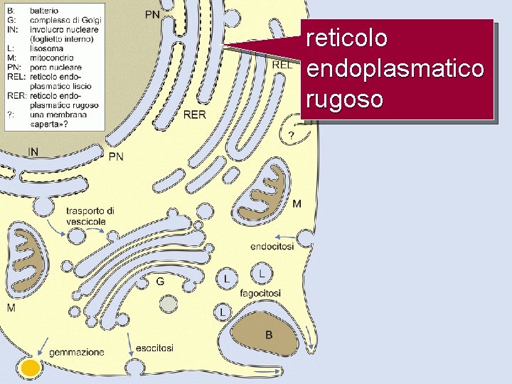 reticolo endoplasmatico rugoso 