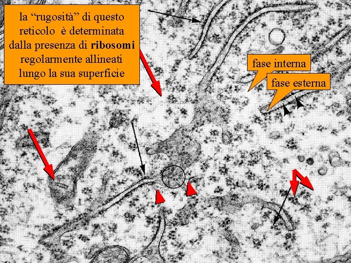 la “rugosità” di questo reticolo è determinata dalla presenza di ribosomi regolarmente allineati lungo