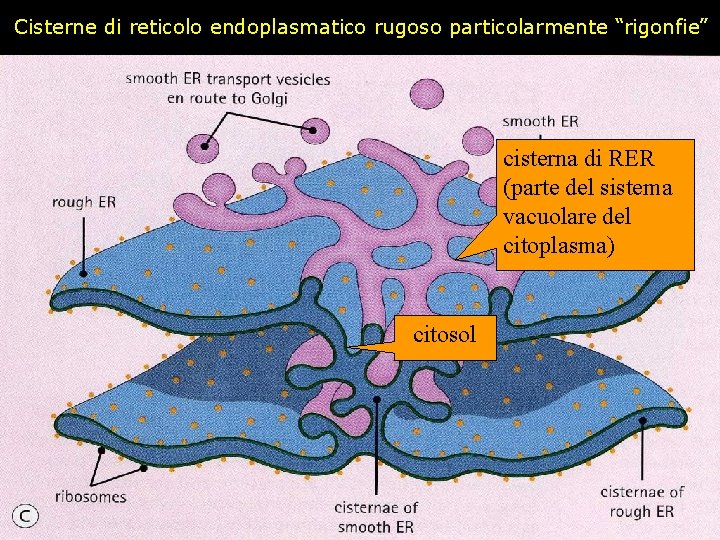 Cisterne di reticolo endoplasmatico rugoso particolarmente “rigonfie” cisterna di RER (parte del sistema vacuolare