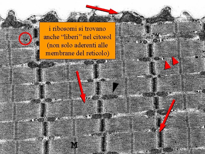 rer e ribosomi liberi i ribosomi si trovano anche “liberi” nel citosol (non solo