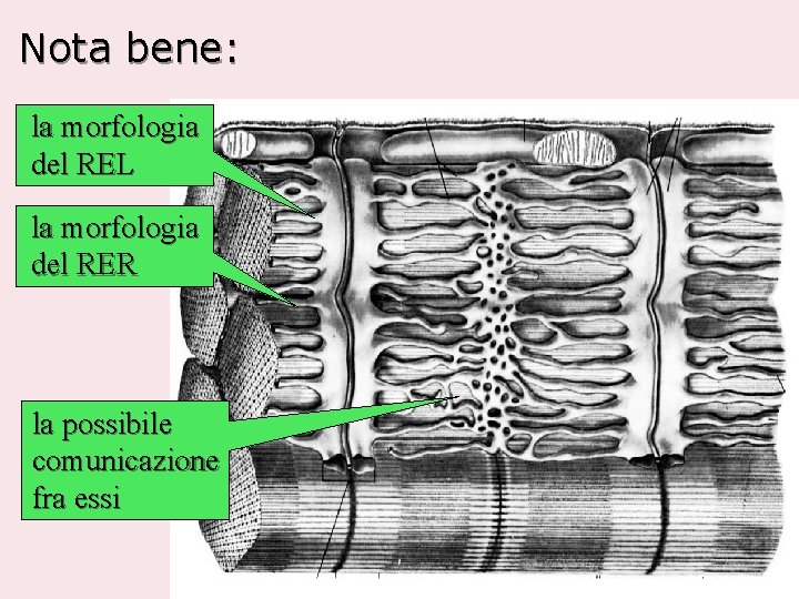 Nota bene: la morfologia del REL la morfologia del RER la possibile comunicazione fra