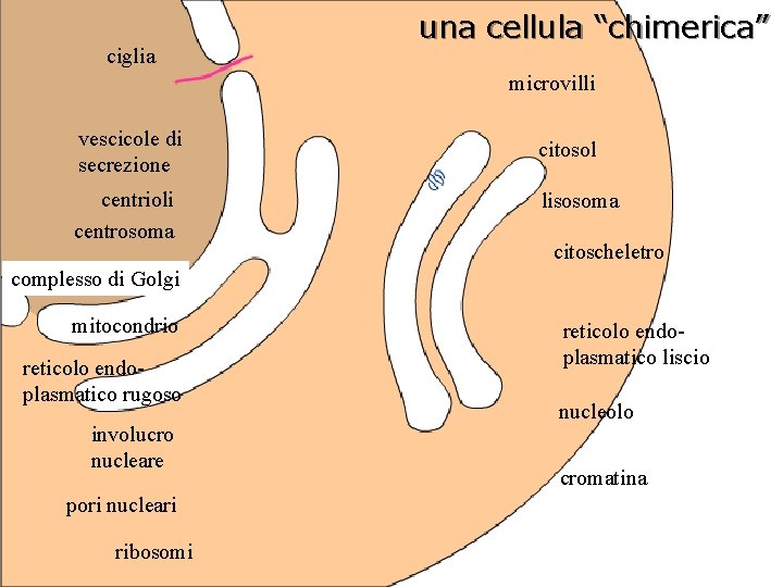 ciglia una cellula “chimerica” microvilli vescicole di secrezione centrioli centrosoma citosol lisosoma citoscheletro complesso