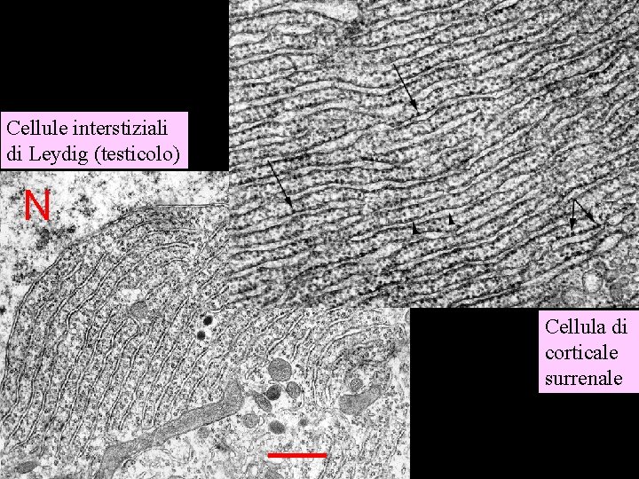 Cellule interstiziali di Leydig (testicolo) Cellula di corticale surrenale Reticolo endoplasmatico liscio 