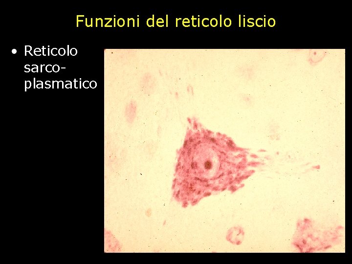 Funzioni del reticolo liscio • Reticolo sarcoplasmatico 