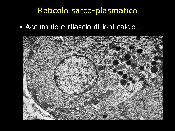 Reticolo sarco-plasmatico • Accumulo e rilascio di ioni calcio… 