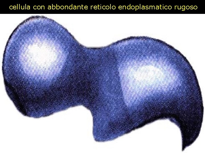 cellula con abbondante reticolo endoplasmatico rugoso 