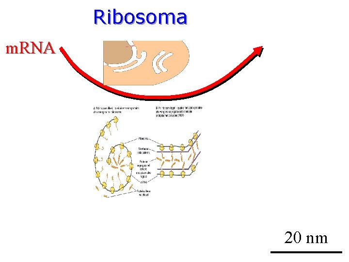 Ribosoma m. RNA 20 nm 