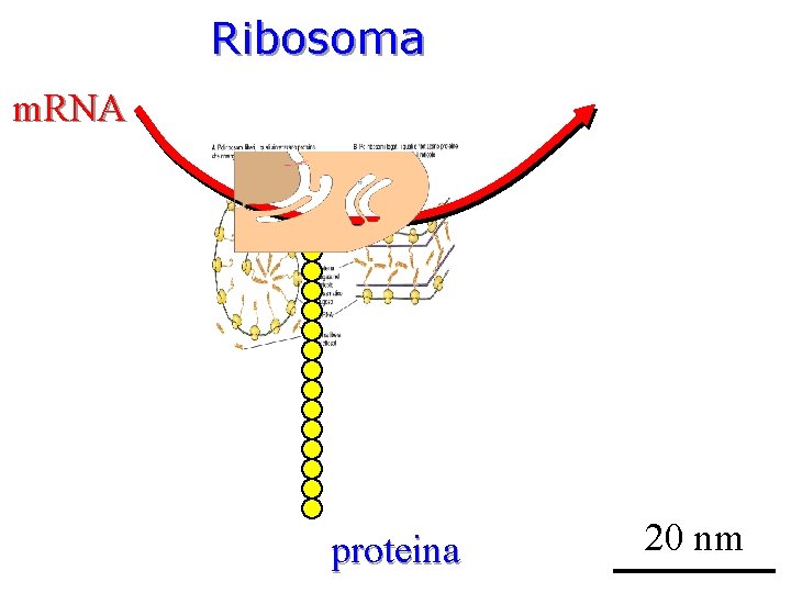 Ribosoma m. RNA proteina 20 nm 