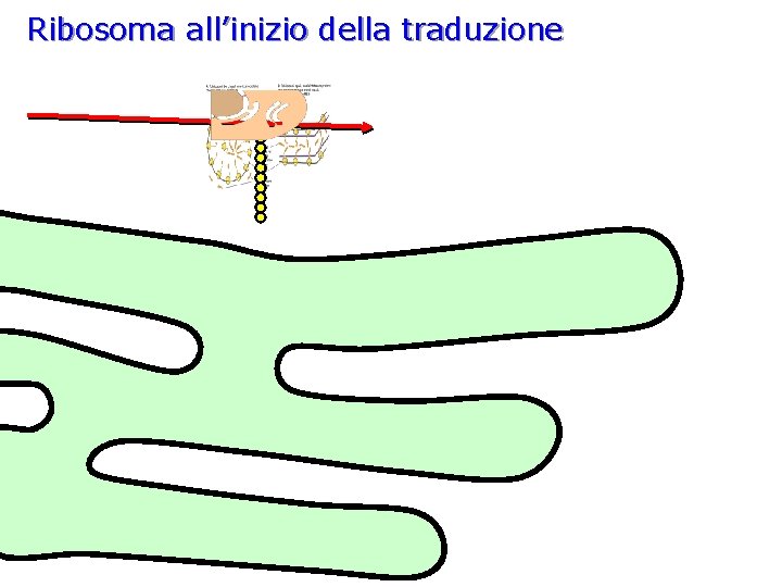 Ribosoma all’inizio della traduzione 