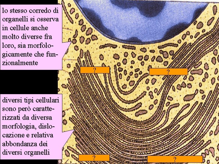 lo stesso corredo di organelli si osserva in cellule anche molto diverse fra loro,