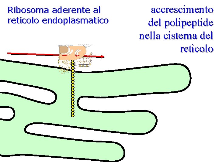 Ribosoma aderente al reticolo endoplasmatico accrescimento del polipeptide nella cisterna del reticolo 