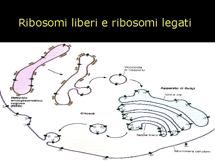 Ribosomi liberi e ribosomi legati 