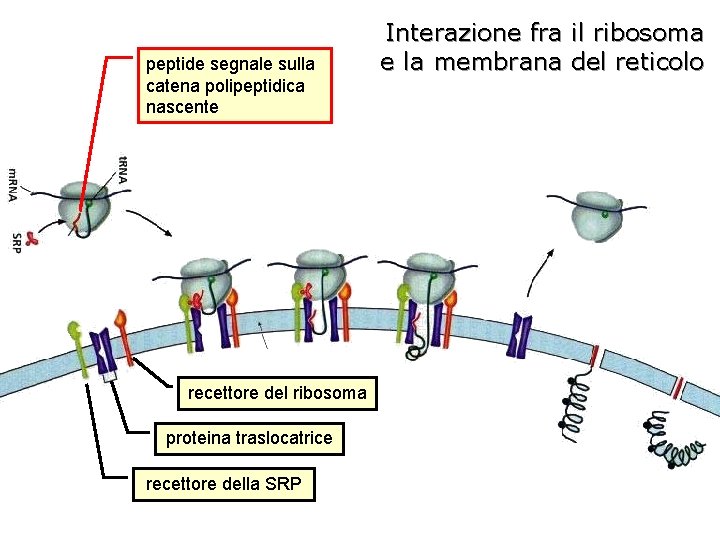 peptide segnale sulla catena polipeptidica nascente recettore del ribosoma proteina traslocatrice recettore della SRP
