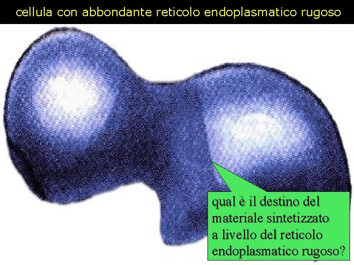 cellula con abbondante reticolo endoplasmatico rugoso qual è il destino del materiale sintetizzato a