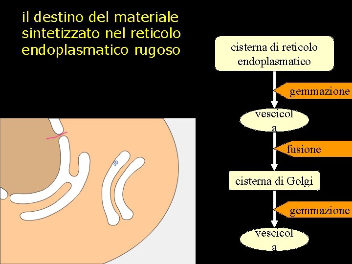 il destino del materiale sintetizzato nel reticolo endoplasmatico rugoso cisterna di reticolo endoplasmatico gemmazione