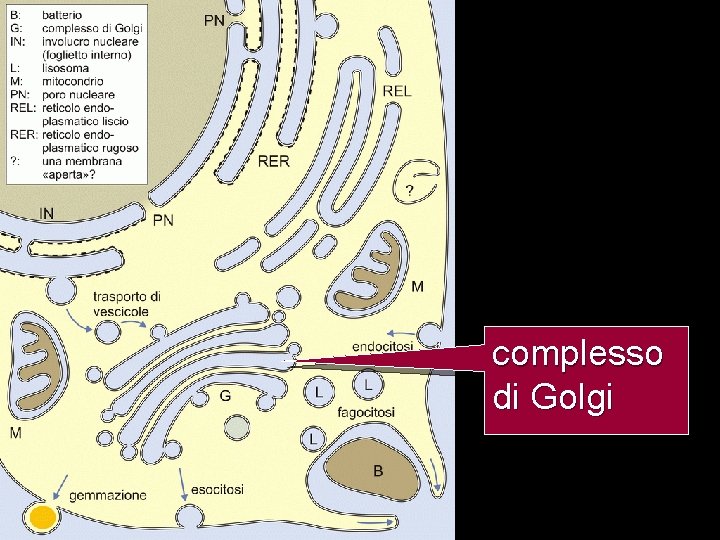 complesso di Golgi 