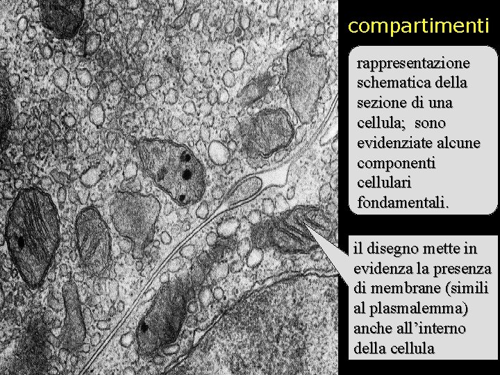 compartimenti rappresentazione schematica della sezione di una cellula; sono evidenziate alcune componenti cellulari fondamentali.
