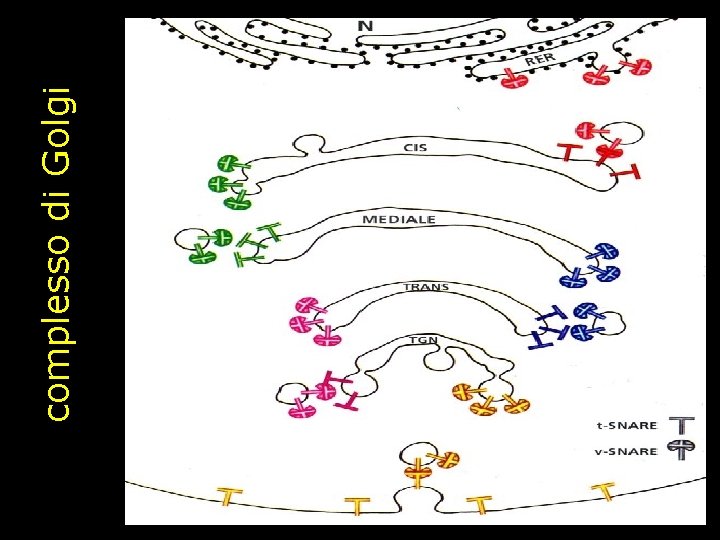 complesso di Golgi 